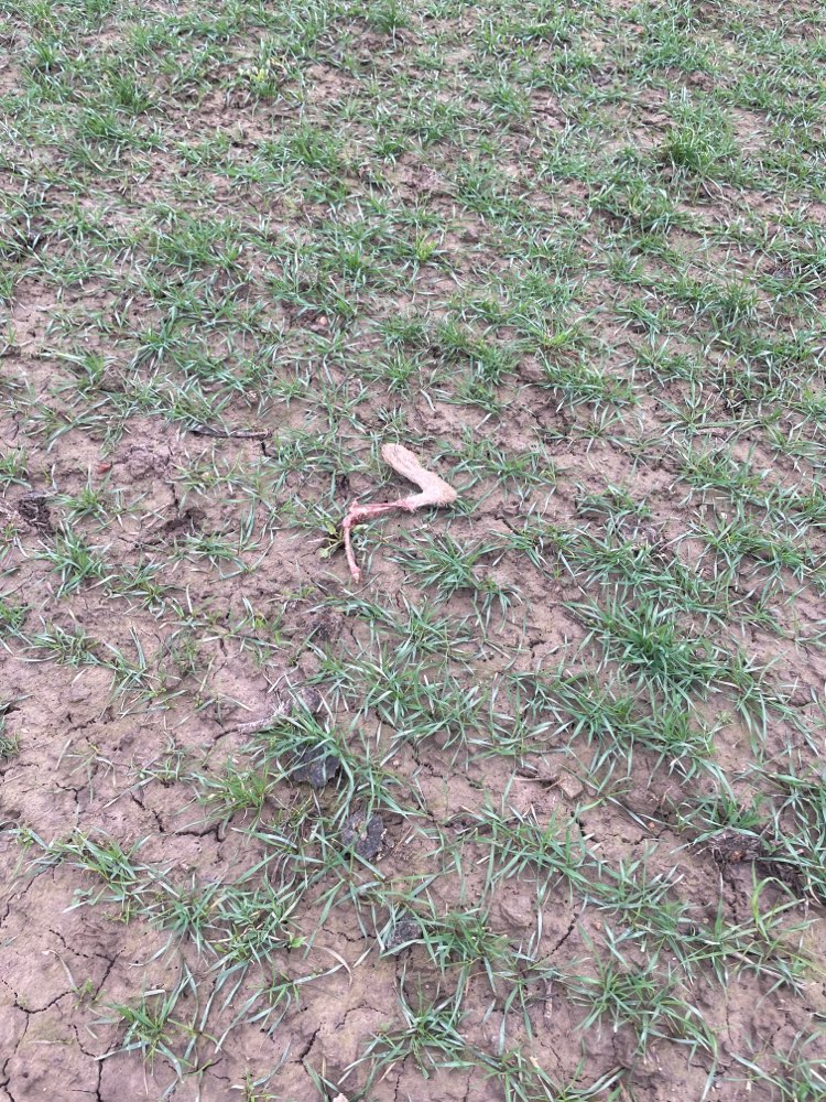 Giftköder-Abgetrenntes Bein-Profilbild