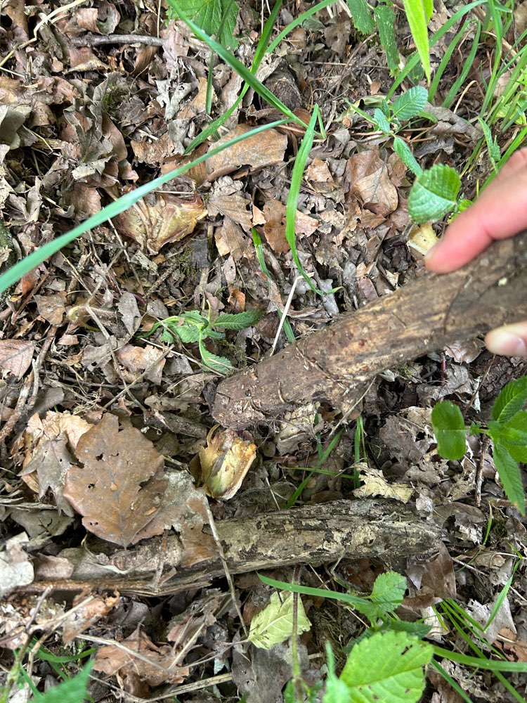 Giftköder-Fleisch- und Knochenstücke-Profilbild