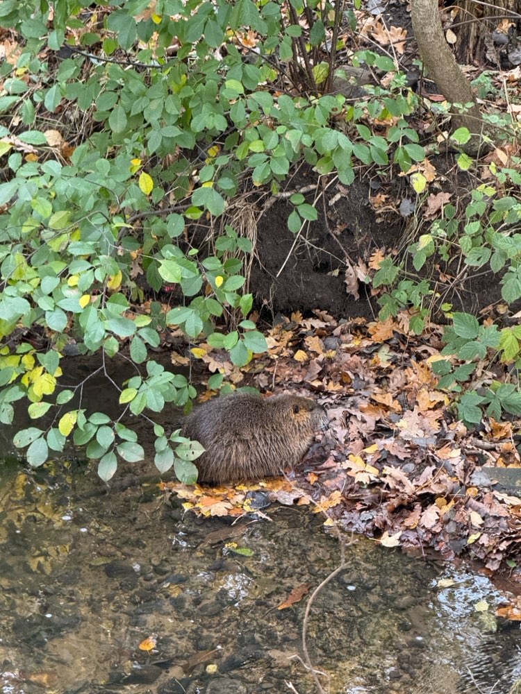 Giftköder-Apathisches Nutria-Profilbild