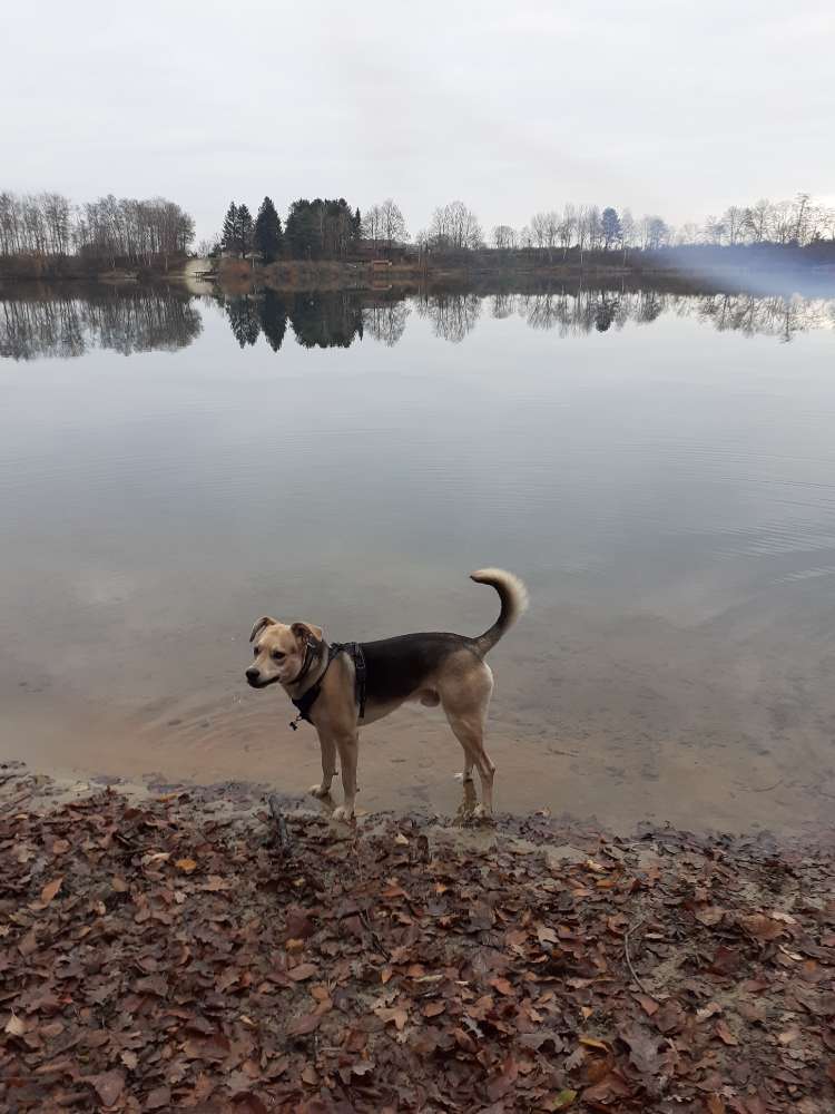 Hundetreffen-Spielen und laufen-Profilbild