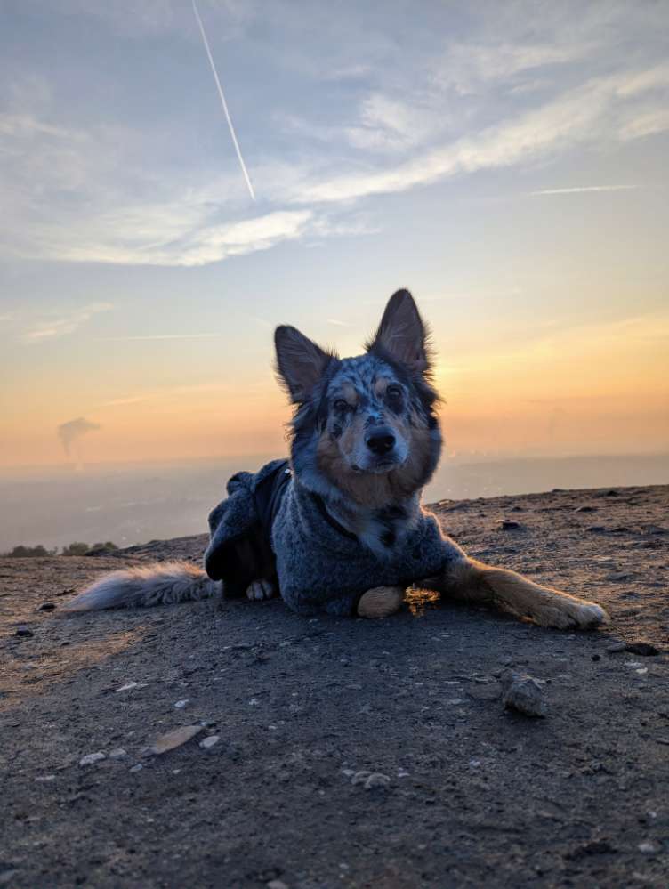 Hundetreffen-Spaziergang im Mühlenbachtal-Profilbild