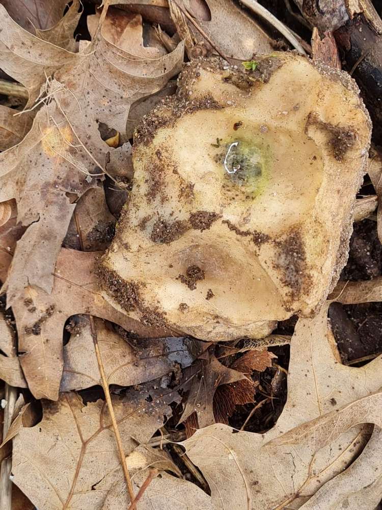 Giftköder-Knochen mit Metall-Profilbild