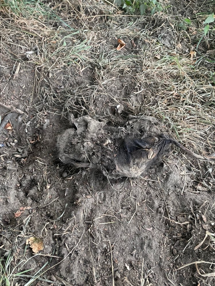 Giftköder-Tote Katze vergraben bzw. ausgebuddelt-Profilbild