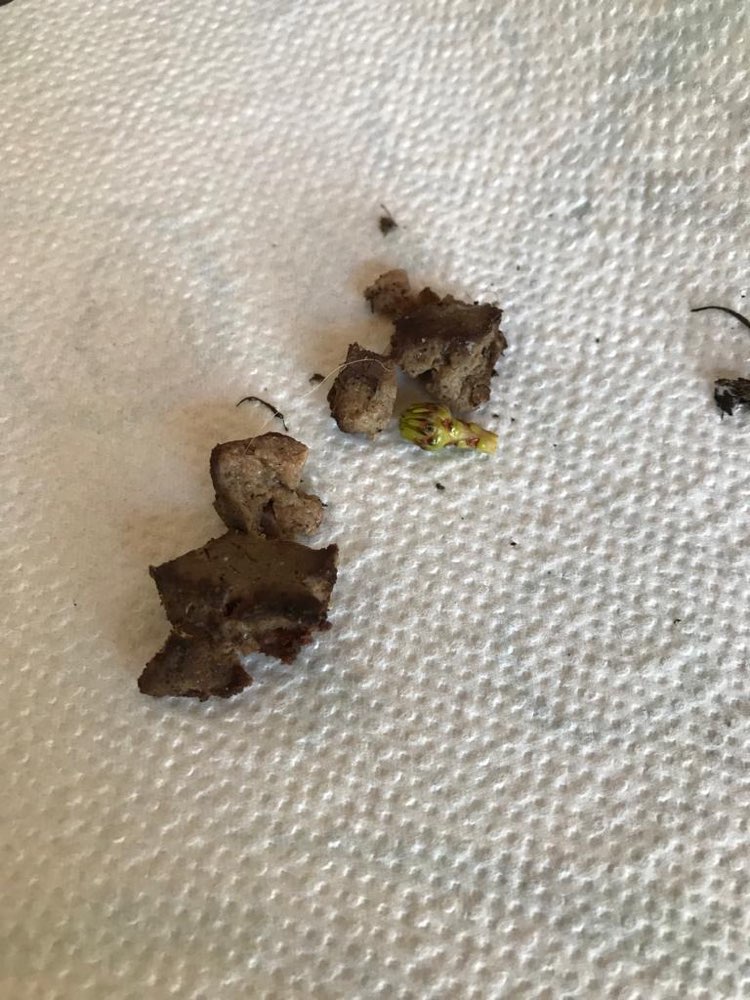 Giftköder-Vermeintlich Köder Kleingärtner-Profilbild