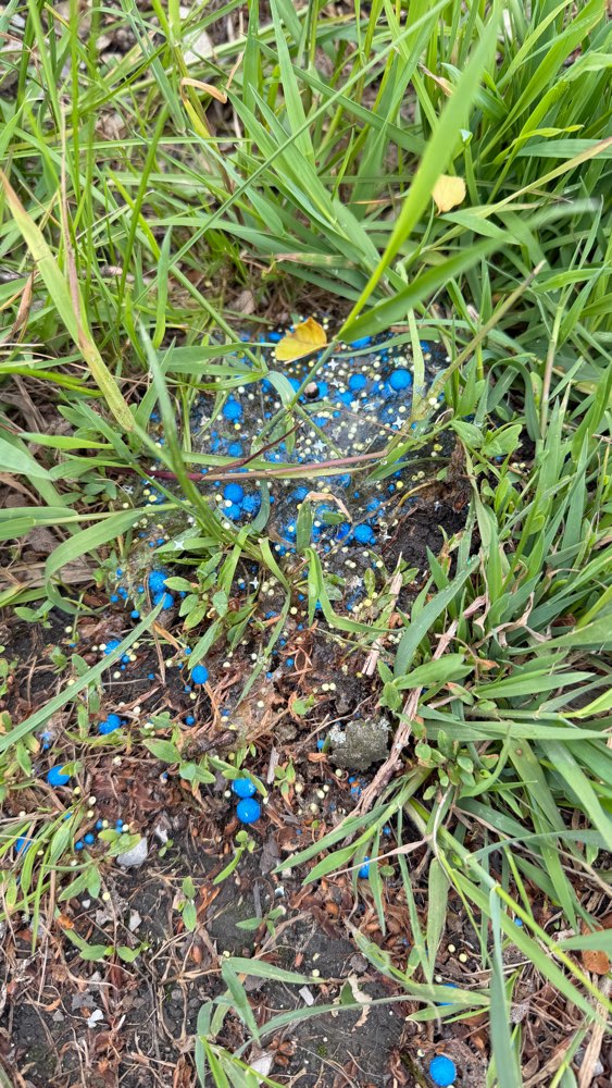 Giftköder-Blaukorn-Profilbild