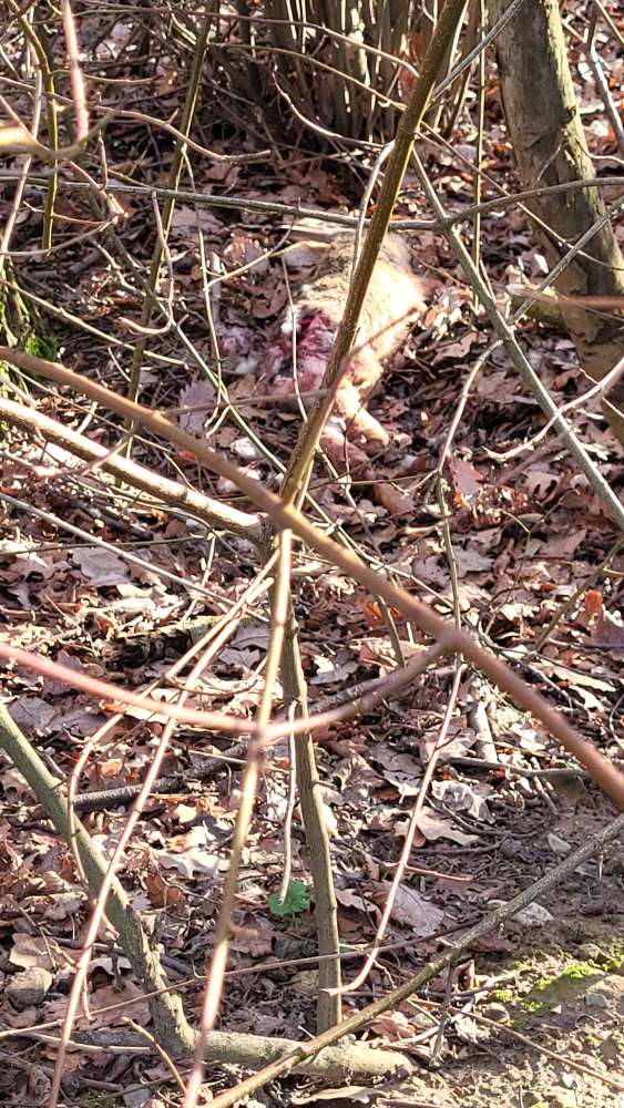 Giftköder-Kadaver-Profilbild