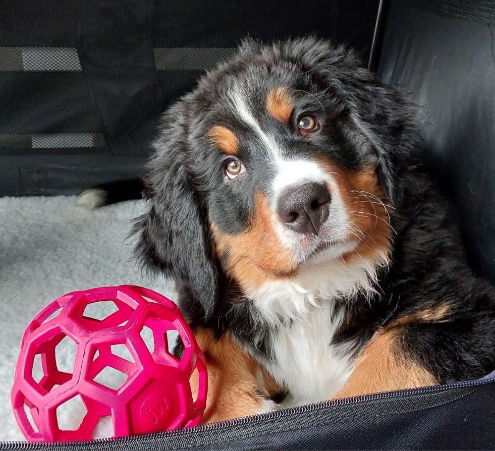 Hundetreffen-Welpen/Hunderunde mit Spiel , Spaß und guter Laune 😀-Profilbild