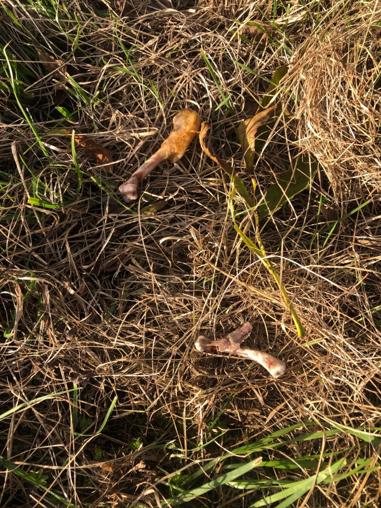 Giftköder-Hühnerknochen-Profilbild