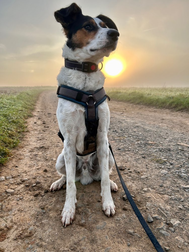 Hundetreffen-Spiel und Trainingspartner-Profilbild