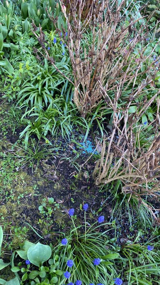 Giftköder-Schneckenkorn-Profilbild