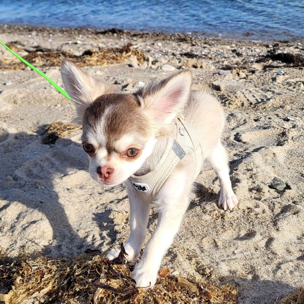 Hundetreffen-gemeinsame  Spaziergänge-Profilbild