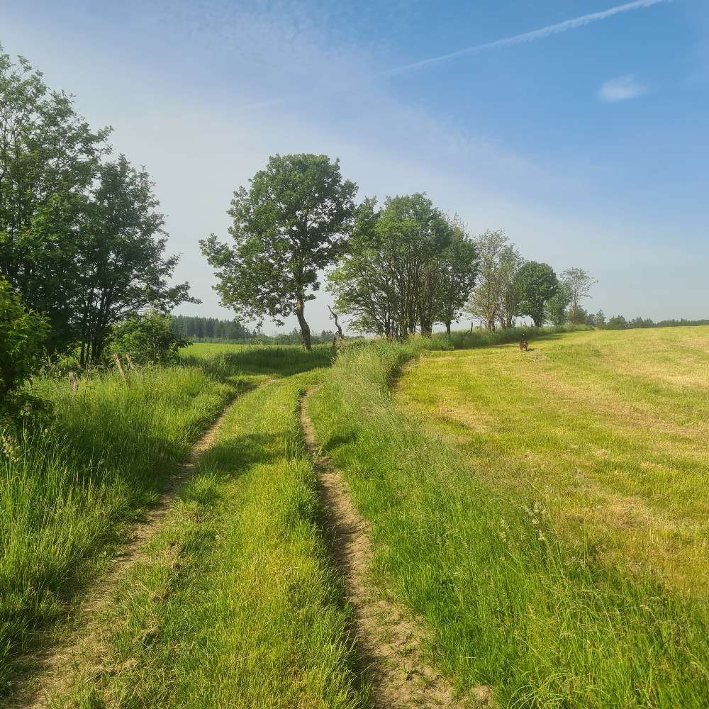 Hundetreffen-Gassifreunde gesucht 🦮🐕‍🦺🐩-Profilbild