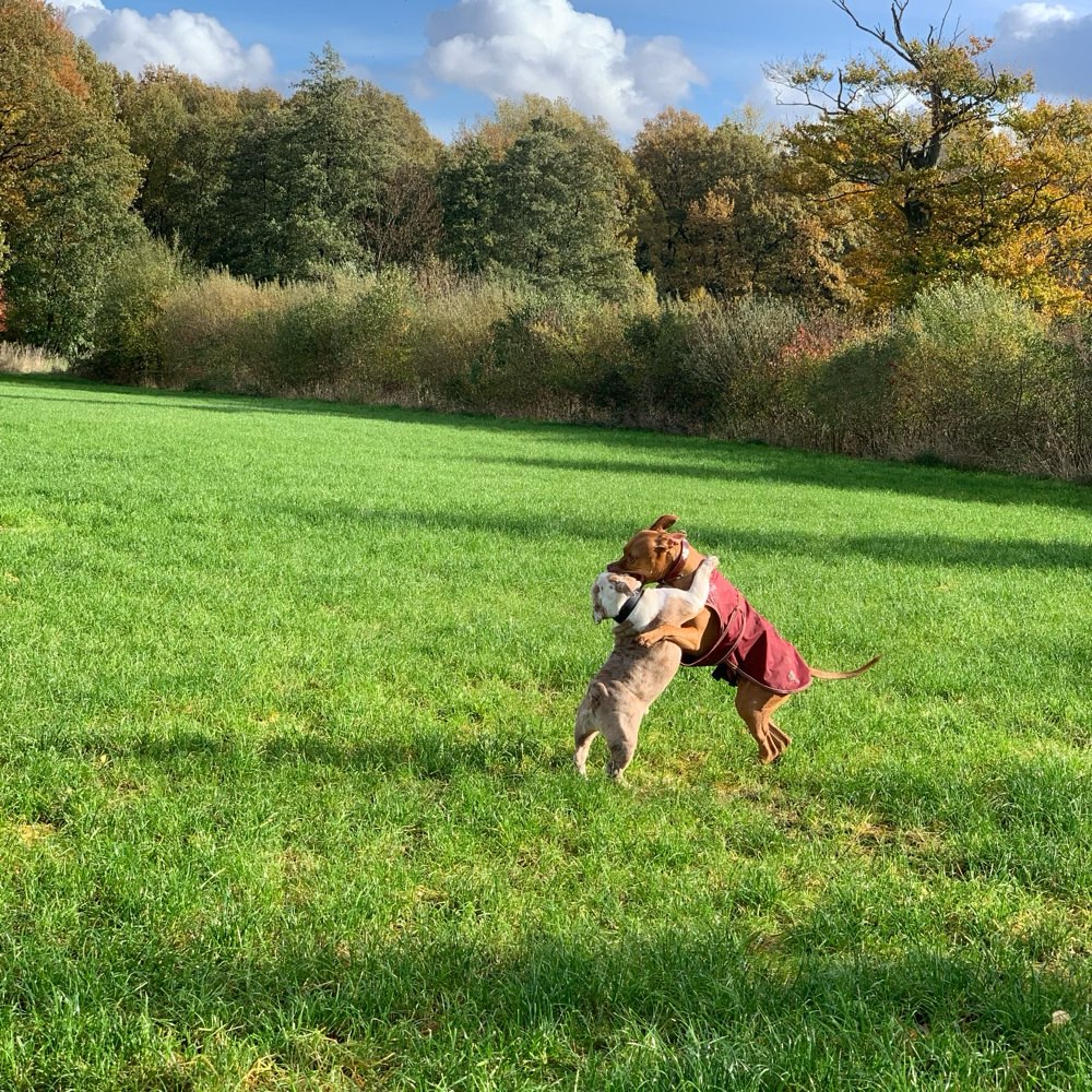 Hundetreffen-Horst sucht eine/n bullige/n Spiel- und Spazierpartner/in-Profilbild