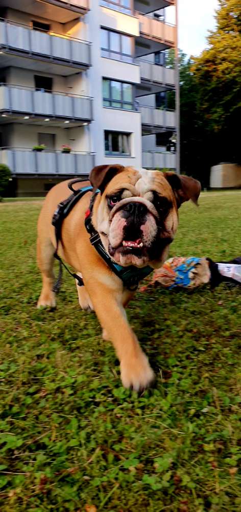 Hundetreffen-Bullywalk & play in Haar-Profilbild