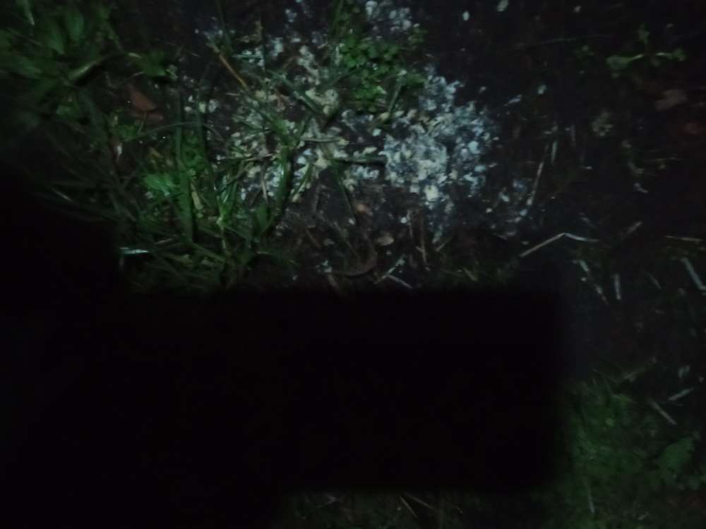 Giftköder-Weißes Zeugs-Profilbild