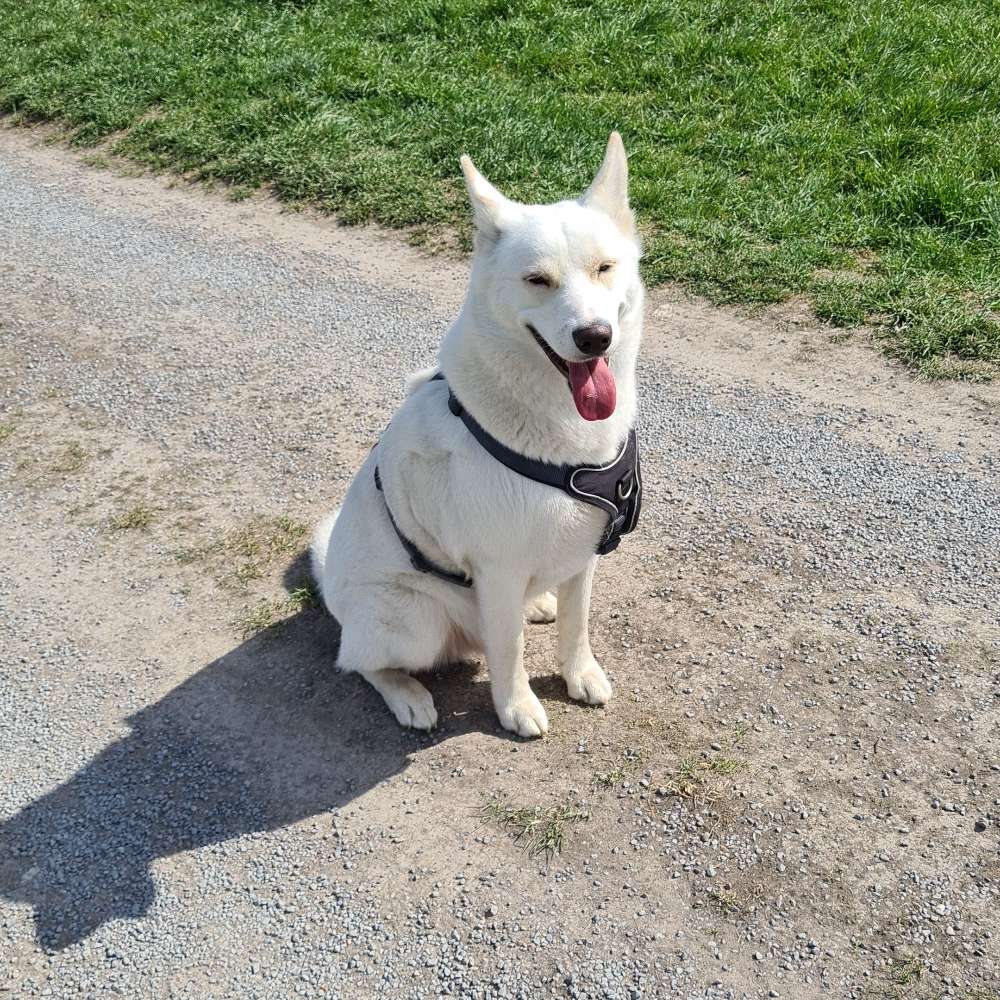 Hundetreffen-Gassi gehen zum Auspowern-Profilbild
