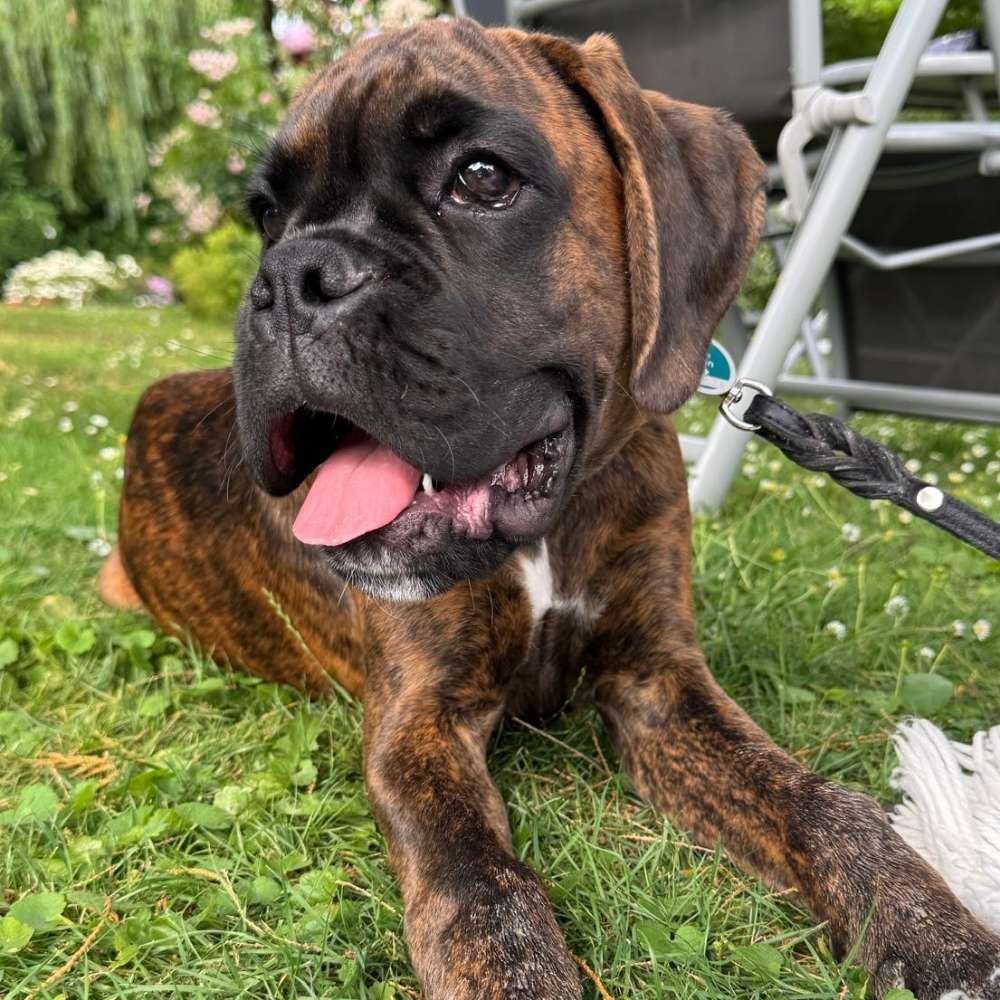 Hundetreffen-Welpentreff-Profilbild