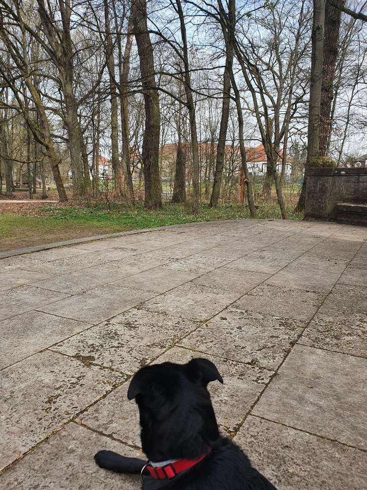 Hundetreffen-Hain Bamberg-Profilbild