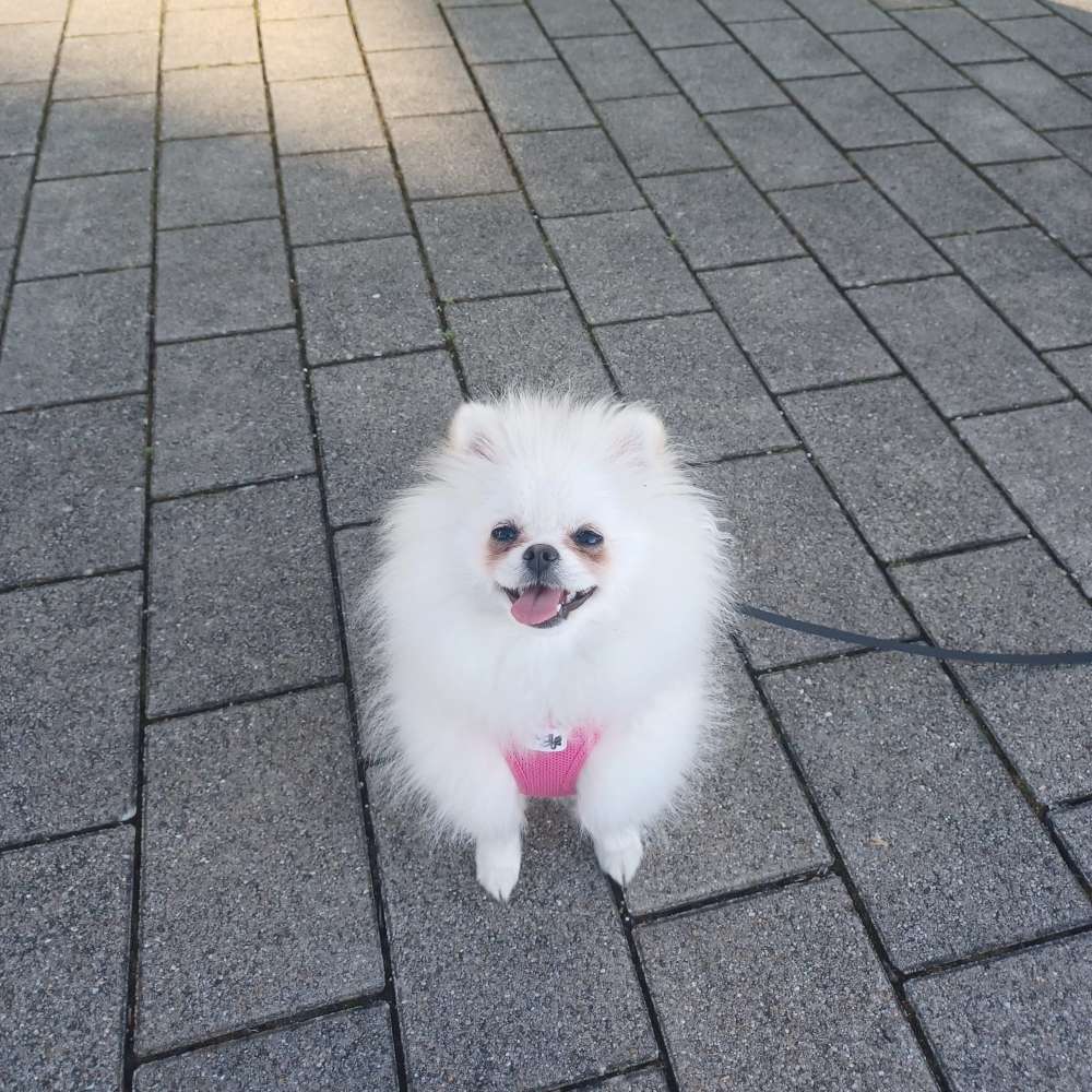 Hundetreffen-Gassi gehen-Profilbild