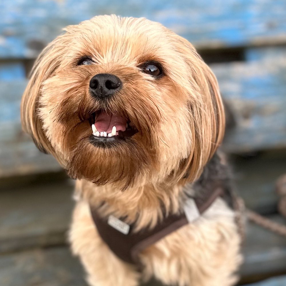 Hundetreffen-Spielen / Gassi Kleine Hunde in Essen-Profilbild