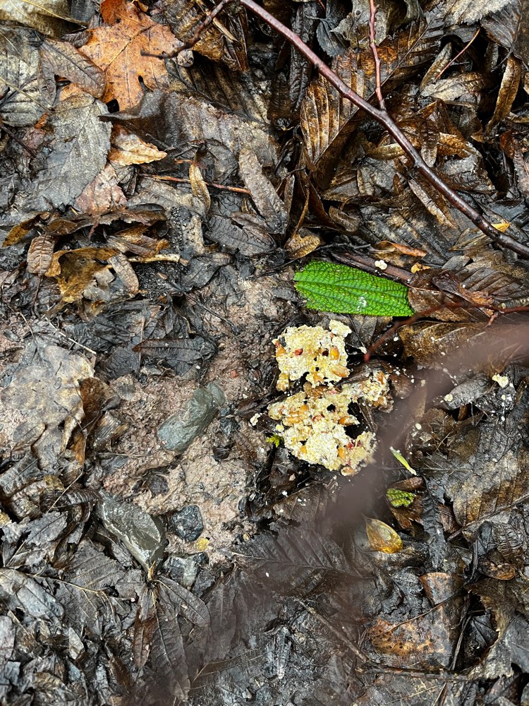 Giftköder-Wahrscheinlich Giftköder-Profilbild