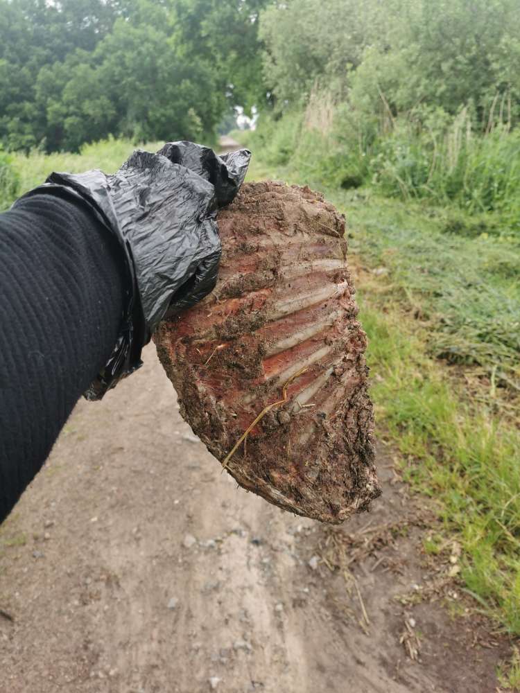 Giftköder-Ausgelegte Rippchen-Profilbild