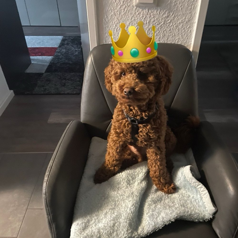 Hundetreffen-Gassi und Spielen-Profilbild