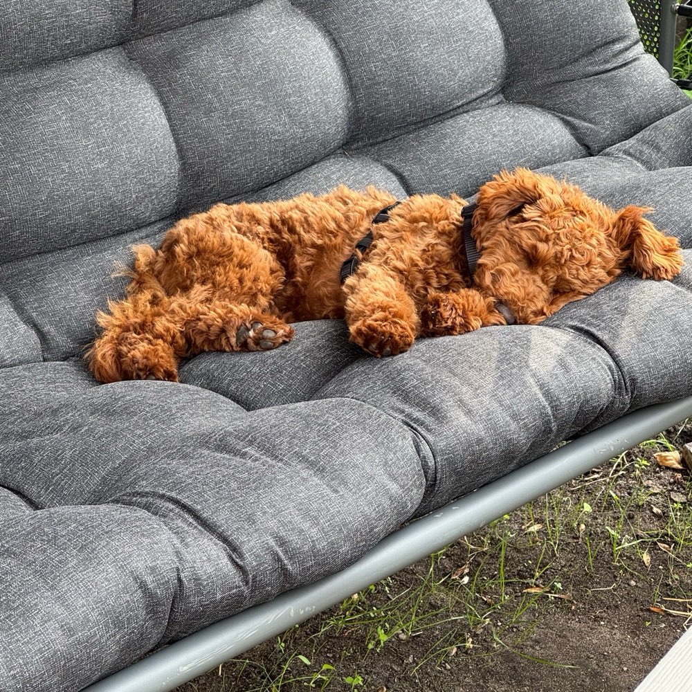 Hundetreffen-Welpentreffen-Profilbild