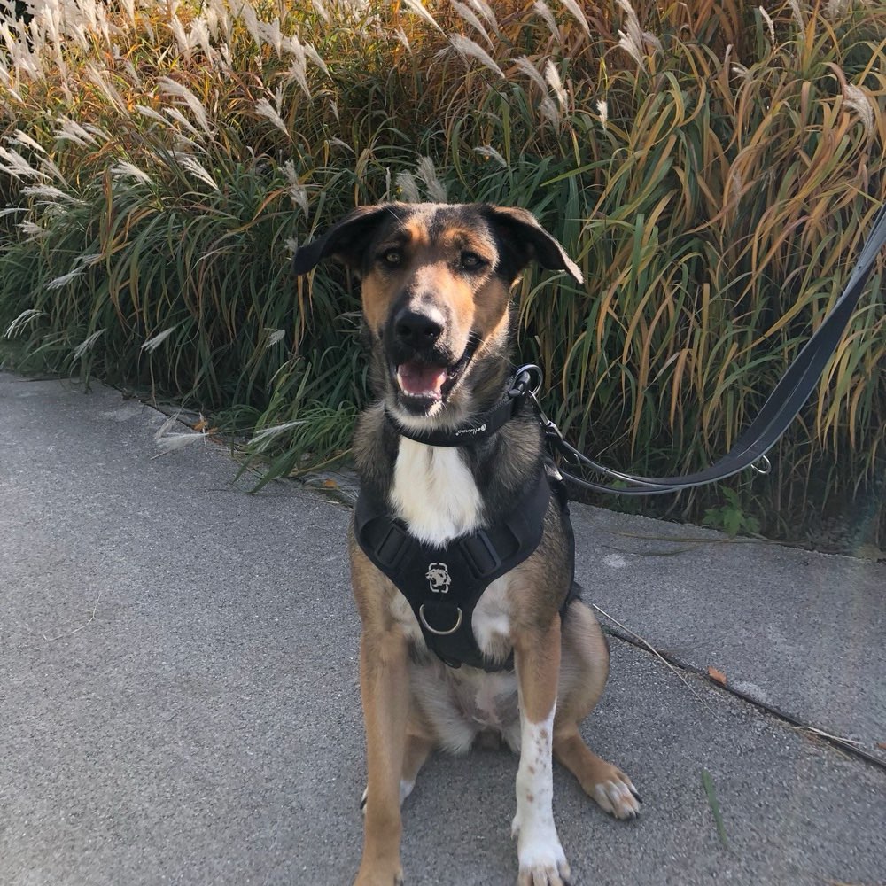 Hundetreffen-Treffen im Reespark-Profilbild