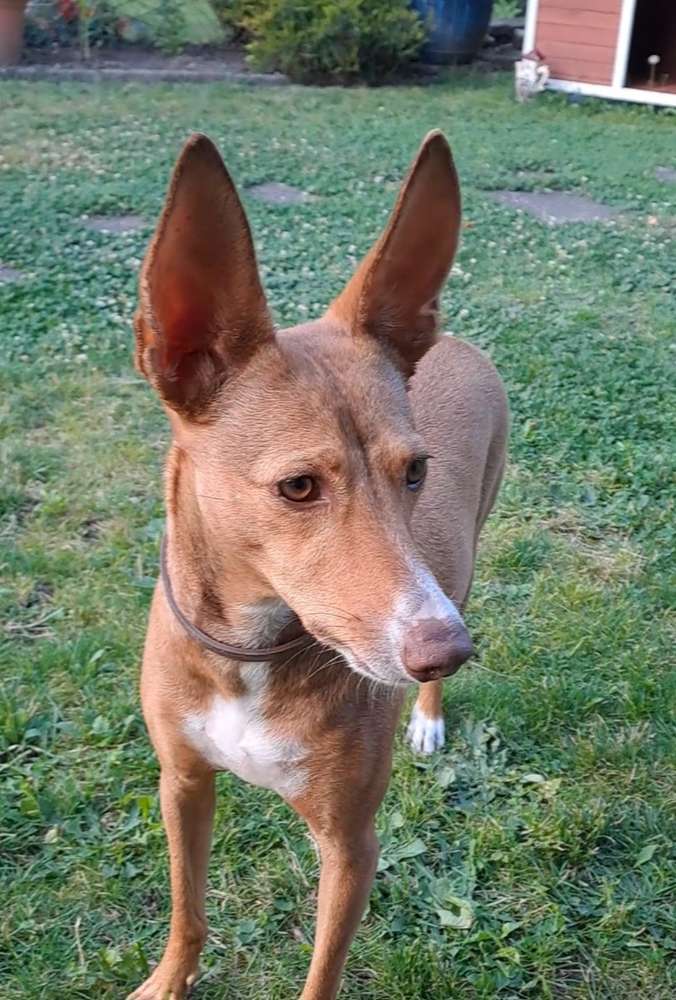 Hundetreffen-Gemütlicher Spaziergang am Reihn-Profilbild