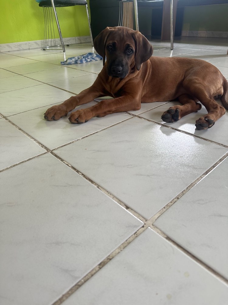 Hundetreffen-Spieltreffen morgen früh-Profilbild