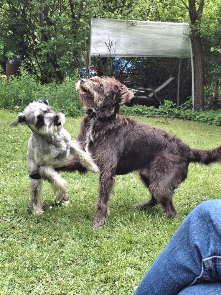 Hundetreffen-Toben!-Profilbild