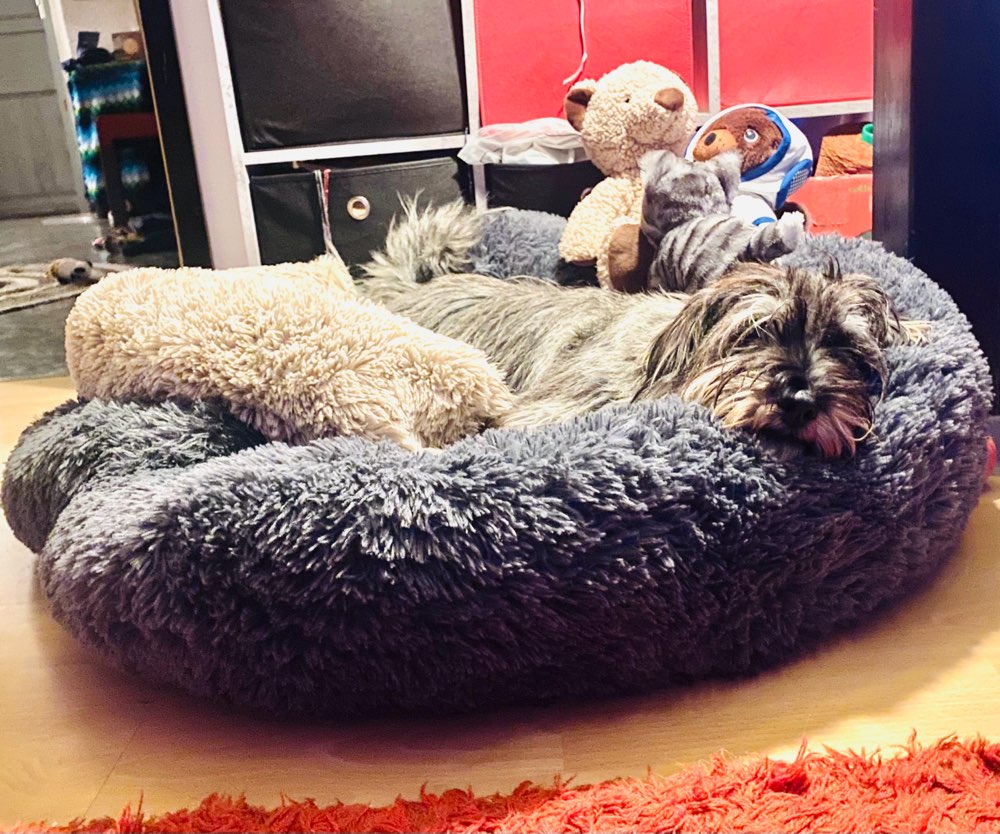 Hundetreffen-Frieda sucht Freunde-Profilbild