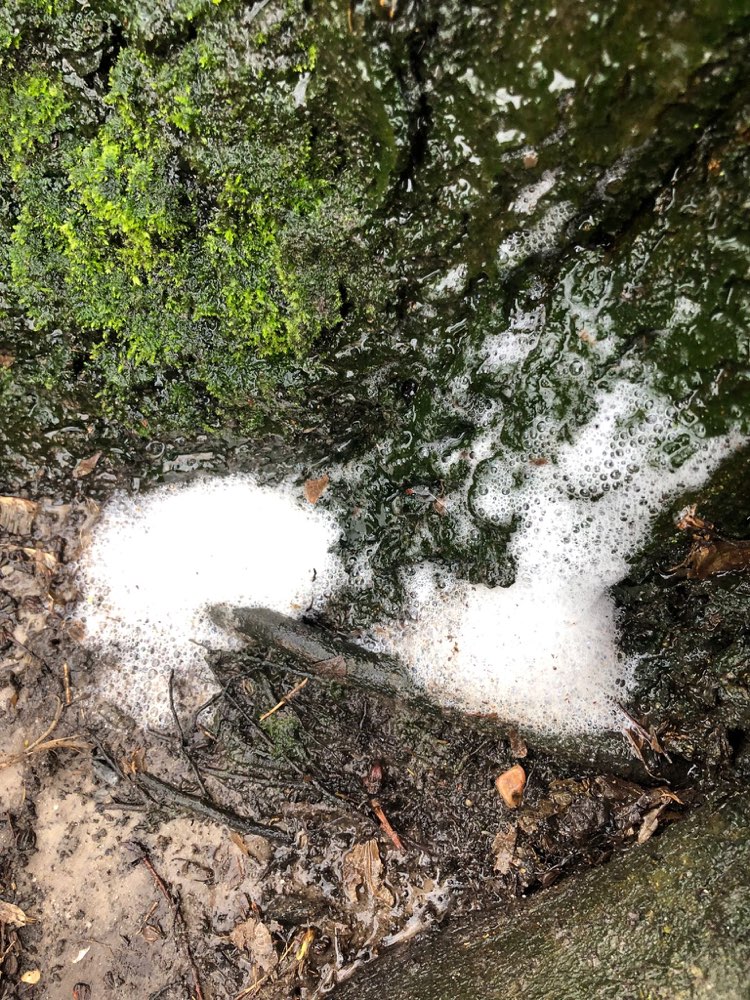 Giftköder-Weisser Schaum-Profilbild