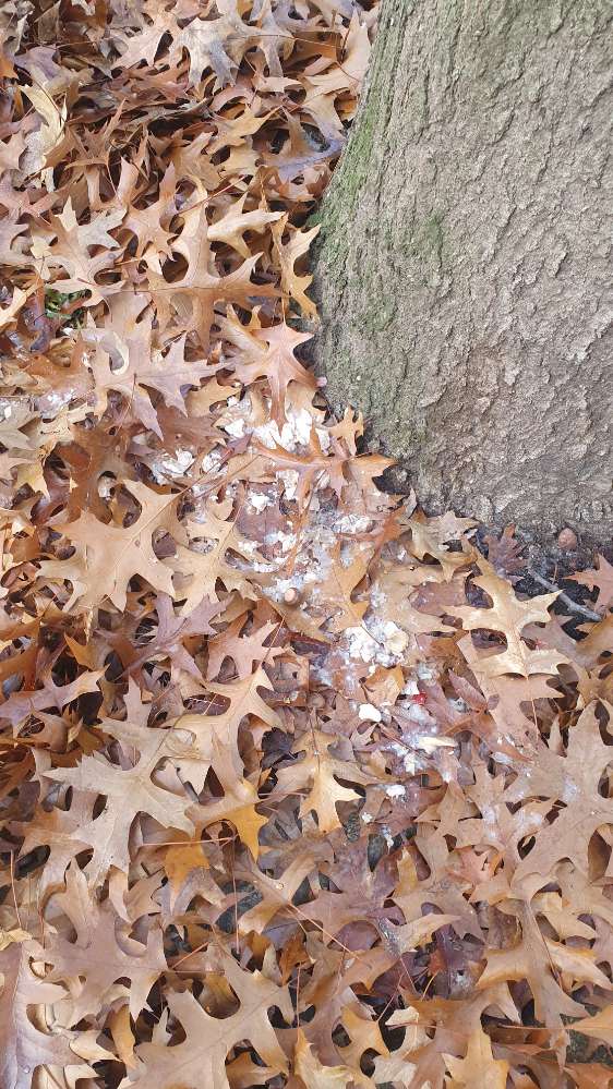 Giftköder-Vermutlich Giftköder-Profilbild