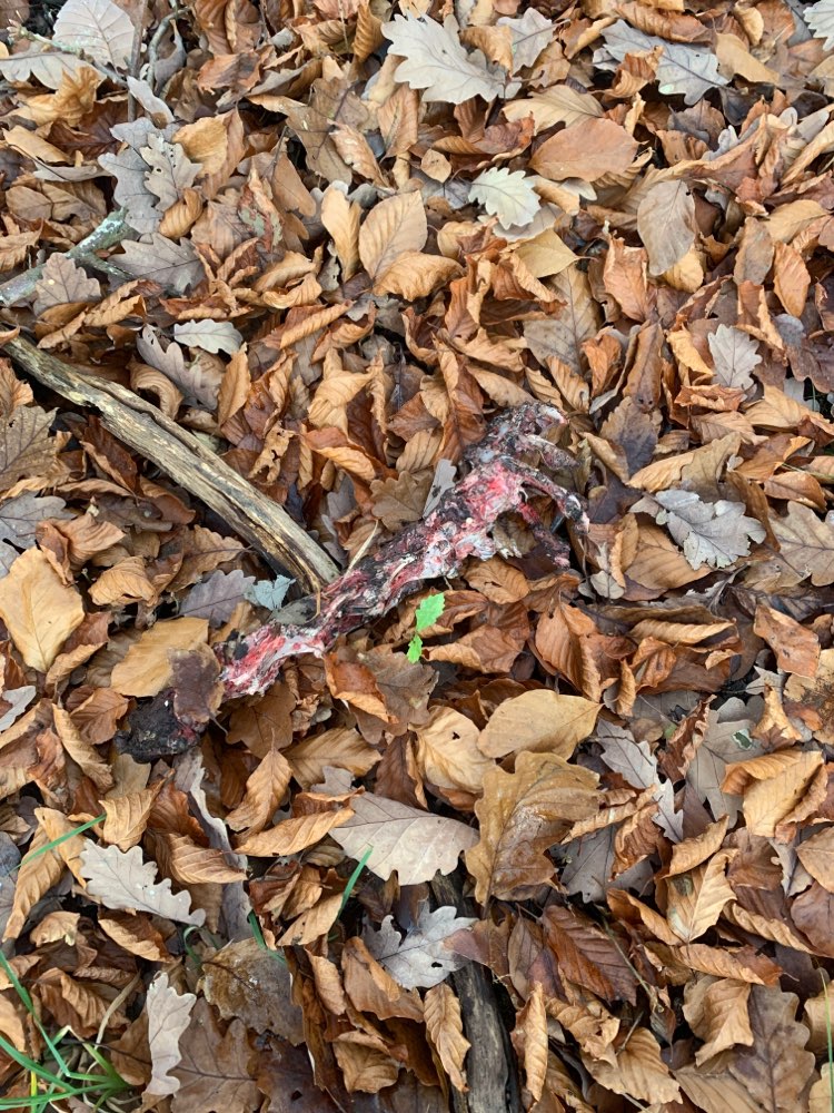 Giftköder-Knochen am Wegrand-Profilbild