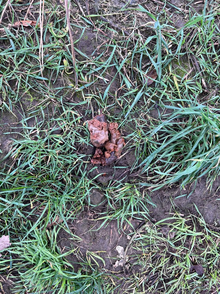 Giftköder-evtl. Giftköder-Profilbild