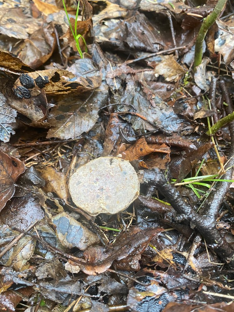 Giftköder-Vermutlich Giftköder-Profilbild