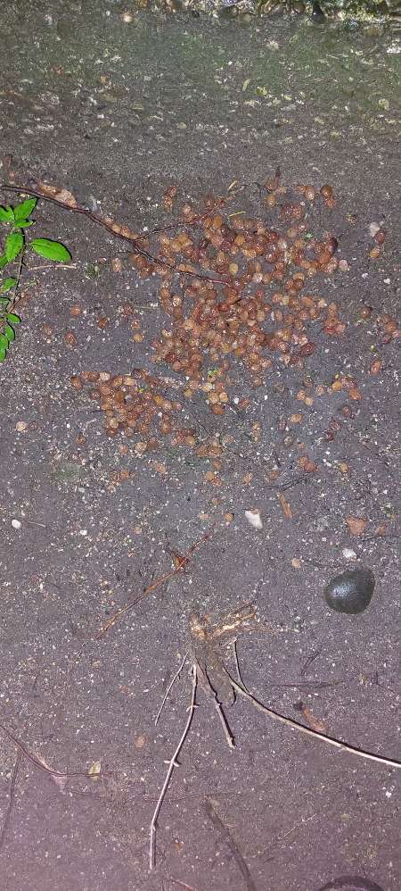 Giftköder-Ausgelegtes Trockenfutter-Profilbild