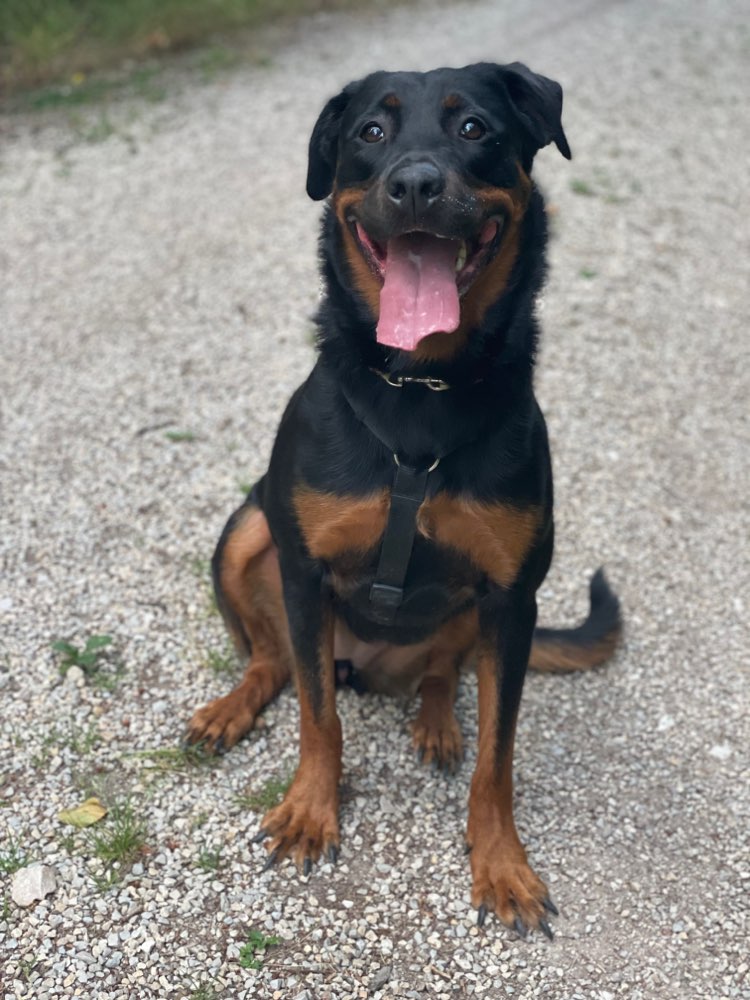 Hundetreffen-Spazieren und spielen-Profilbild