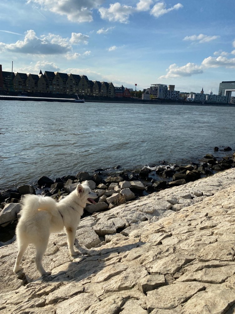 Hundetreffen-Gassifreund/in gesucht :-)-Profilbild