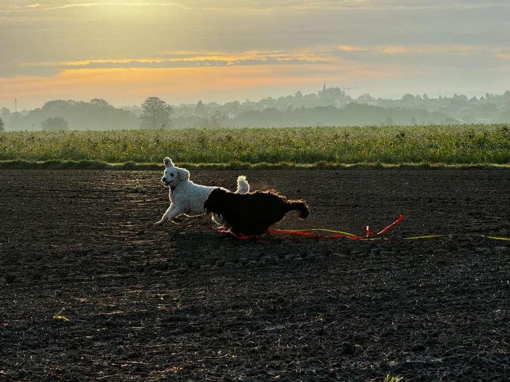 Hundetreffen-Gassi und Spielrunde in Rödinghausen und Umgebung-Profilbild
