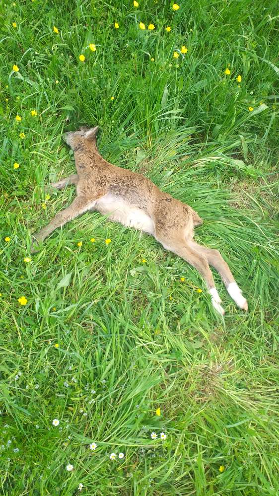 Giftköder-Totes Rehkitz? Wildschaf?-Profilbild