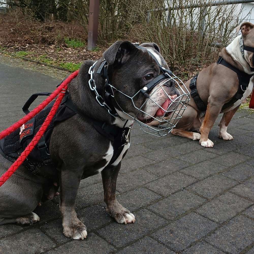 Hundetreffen-Kirner Social Walk – Neue Teams willkommen!-Profilbild