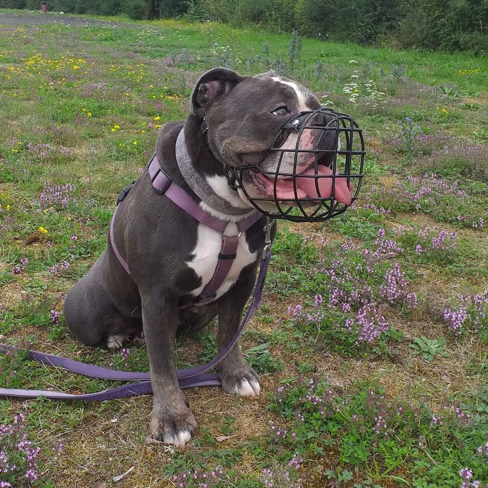 Hundetreffen-Social walk mit Training-Profilbild