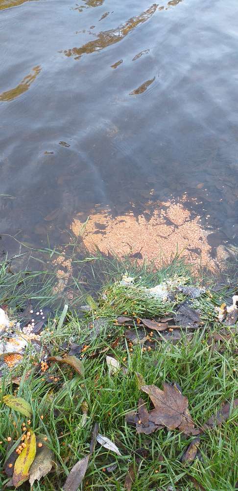 Giftköder-Rattengift-Profilbild