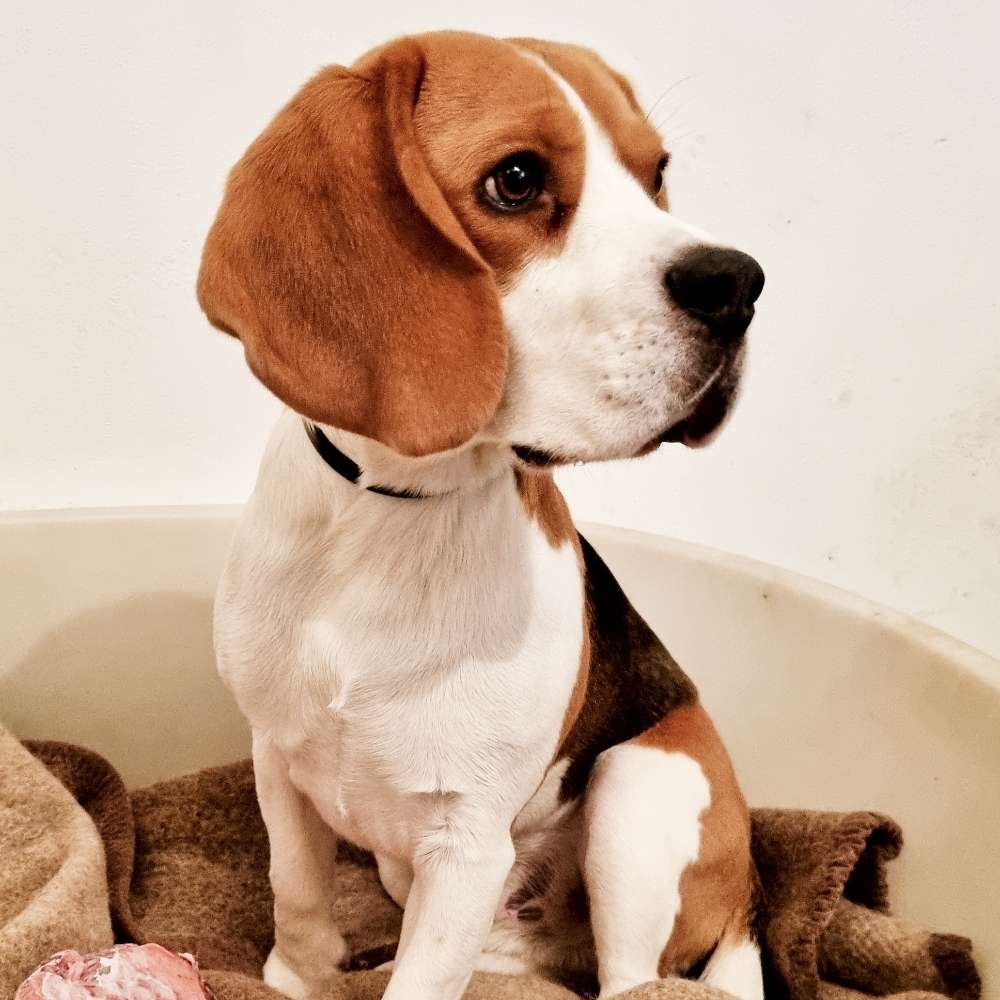 Hundetreffen-Gassirunde-Profilbild