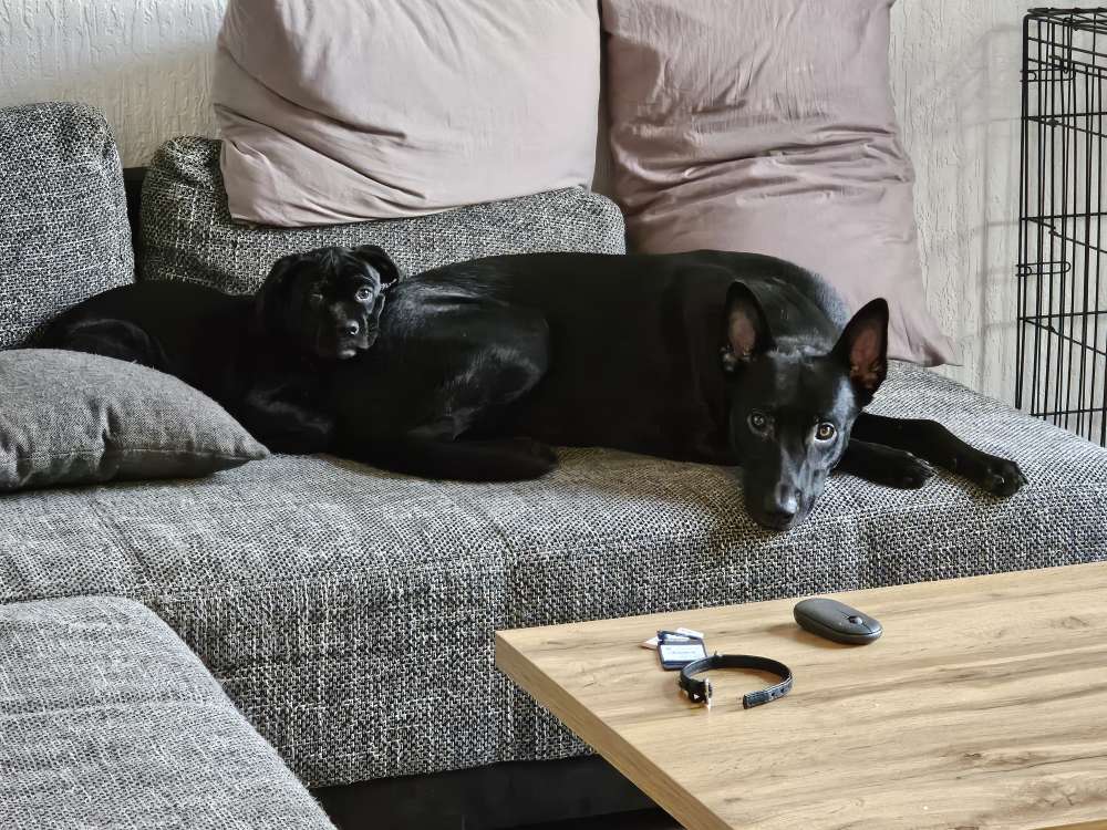 Hundetreffen-Spieltreffen-Profilbild