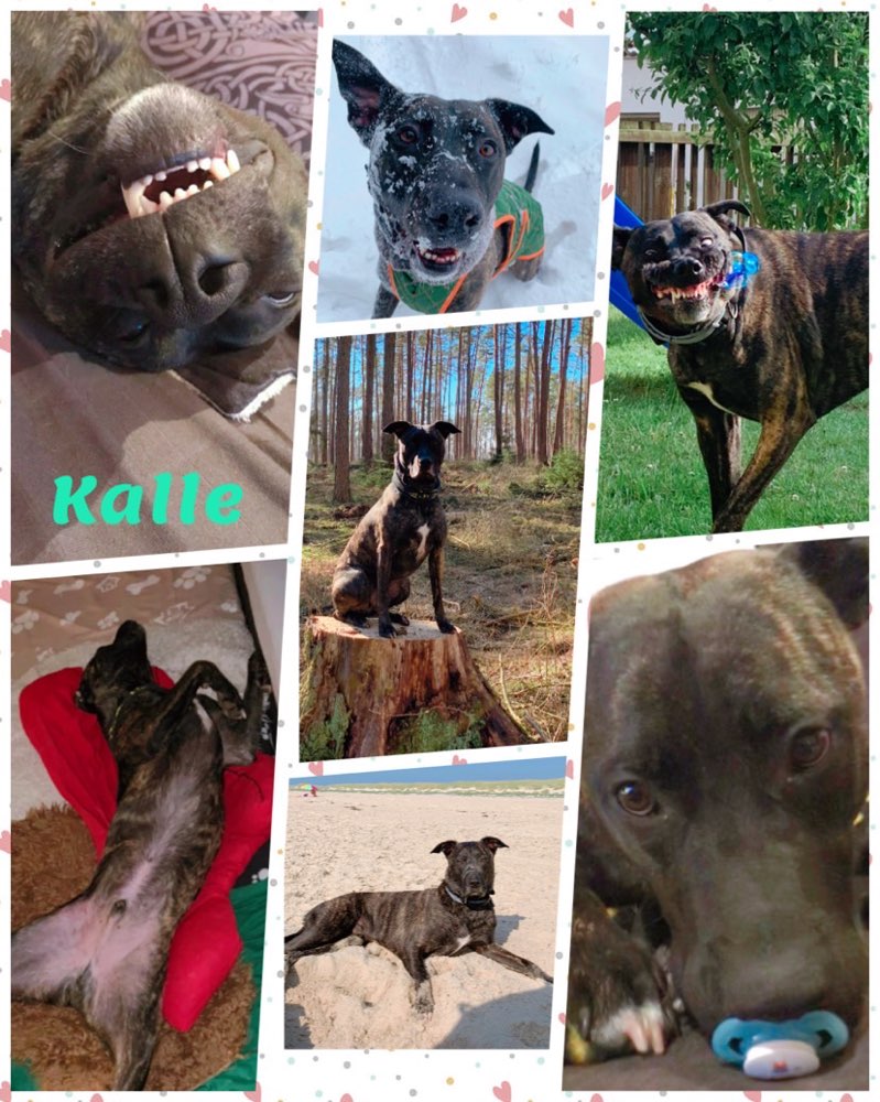 Hundetreffen-Gemeinsamer Spaziergang-Profilbild