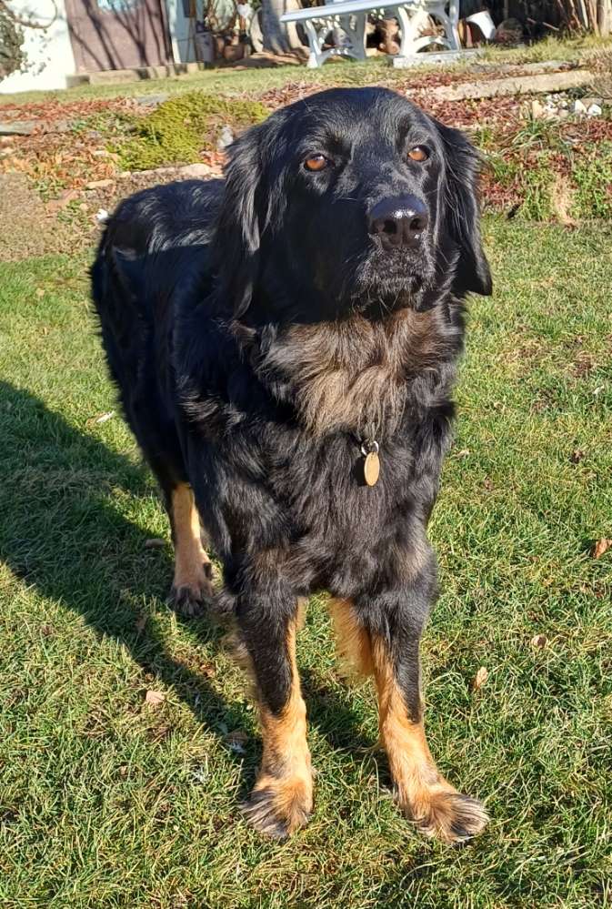 Hundetreffen-Spielkamerad gesucht.-Profilbild